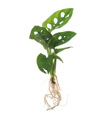 PLANTE VASE SOCLE LUMINEUX - PL26LED