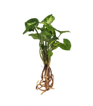 PLANTE VASE SOCLE LUMINEUX - PL26LED