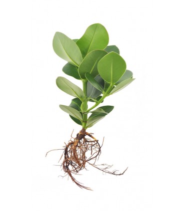 PLANTE VASE SOCLE LUMINEUX - PL26LED