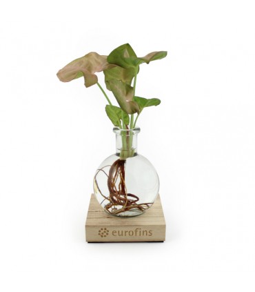 PLANTE VASE SOCLE LUMINEUX - PL26LED