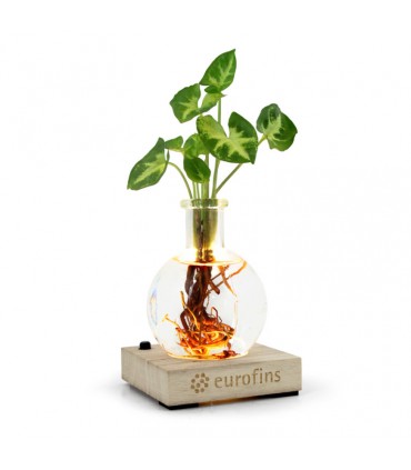 PLANTE VASE SOCLE LUMINEUX - PL26LED